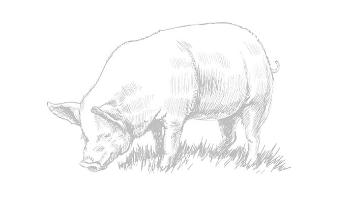 cerdo ibérico pastando