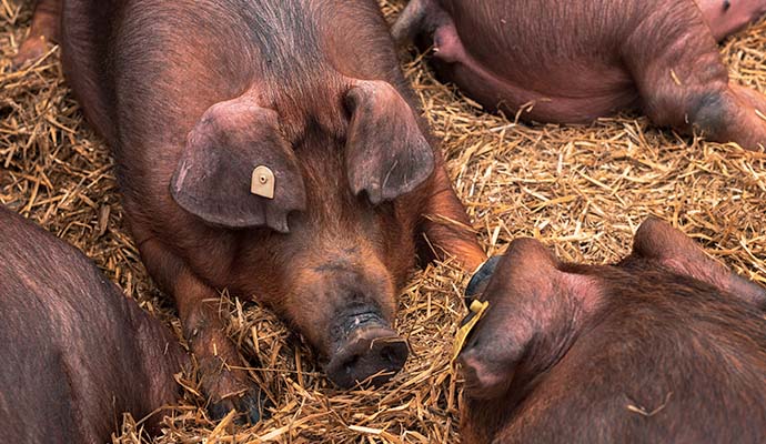 Cerdo Duroc. Qué es, características y diferencias con otros cerdos