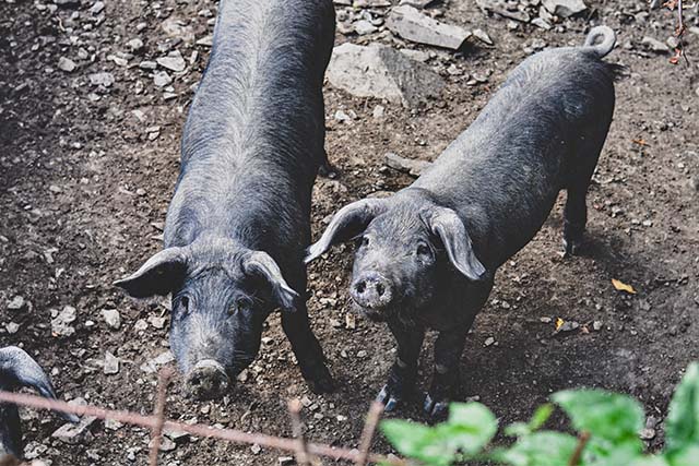 cerdos de bellota en el campo